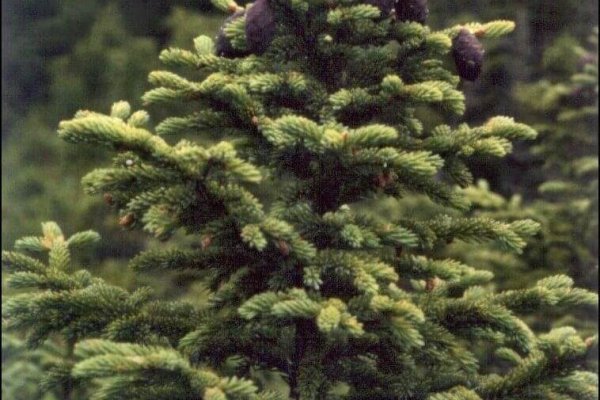 Украли аккаунт на кракене